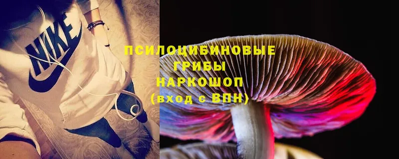 Псилоцибиновые грибы Psilocybe  Болотное 