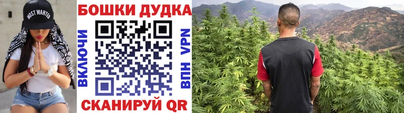 Бошки Шишки планчик  Болотное 
